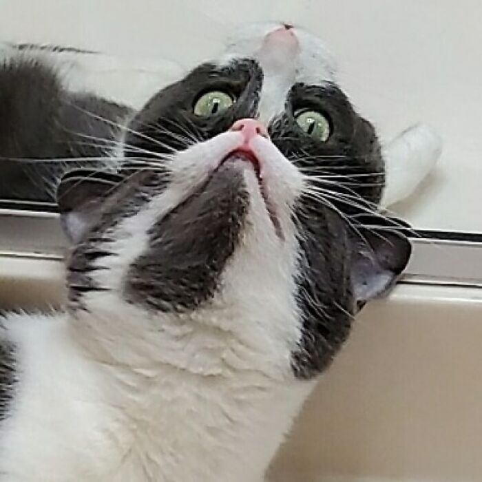 4. Two heads, zero thoughts.