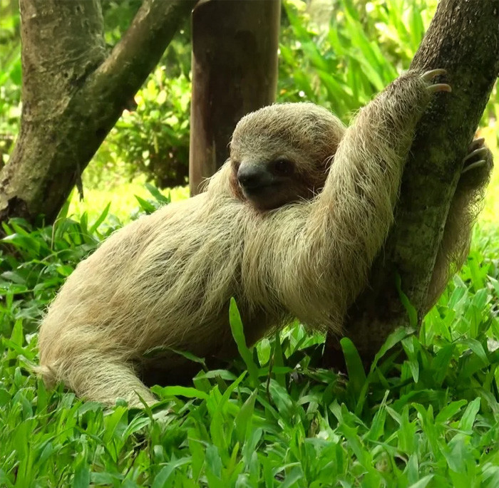 Three-Toed Sloth