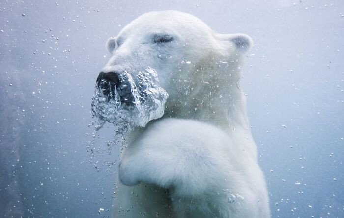 “Polar Bear” By Mathieu Belanger