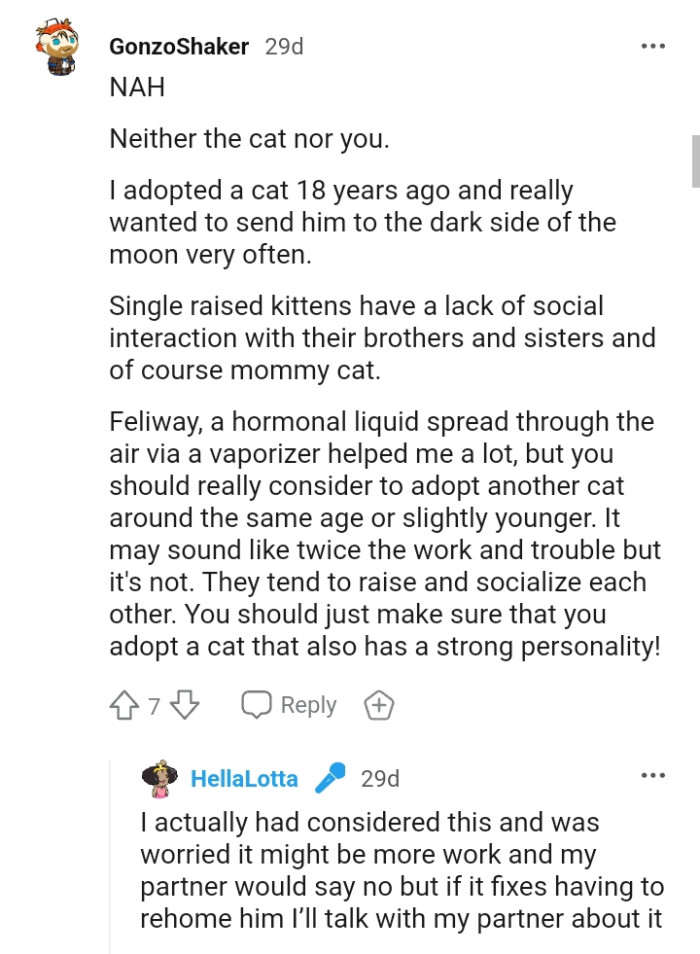 Single raised kittens have a lack of social interaction with their siblings