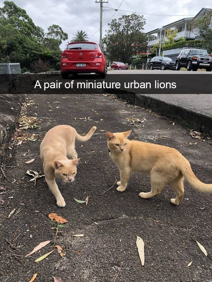 2. Beware of these city lions. They look nervous.