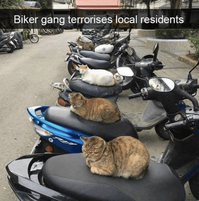 13. Do not mess with them. Cat biker gangs are the worst.