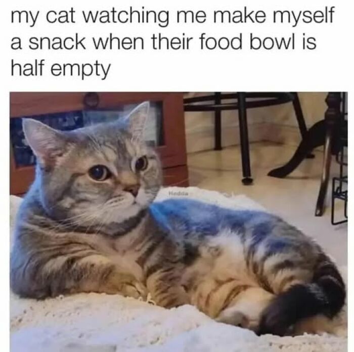 17. This hooman is getting on my last nerve