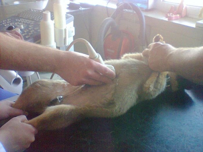 Recognizing the significance of their well-being, Vesna prioritized the family's health by promptly taking them to a veterinarian for proper care.