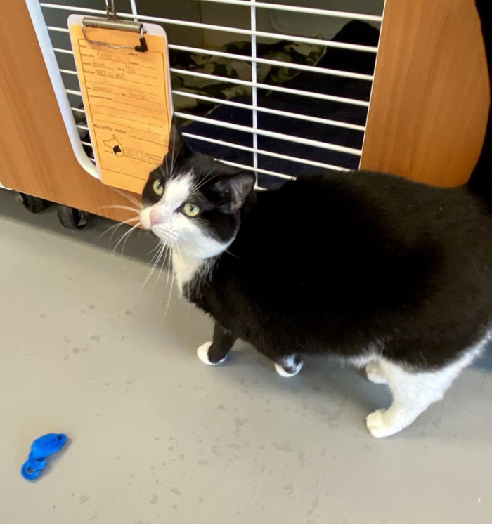 Her favorite toy blue mouse is near her just in case she feels the need to expend some energy