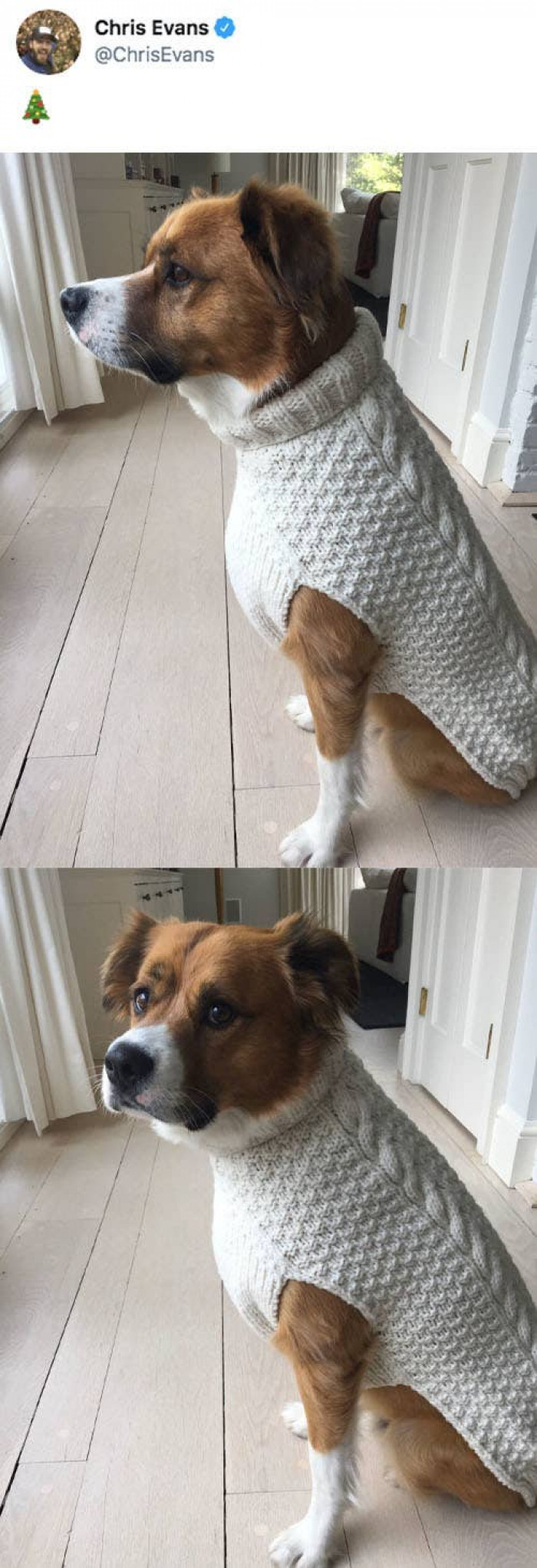 6. This is Dodger, Chris Evans' little pup. He dons a sweater that's similar to what his hooman is wearing in the film, Knives Out.