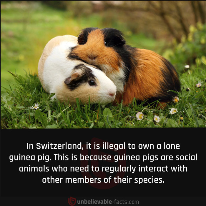 24. What is illegal in Switzerland