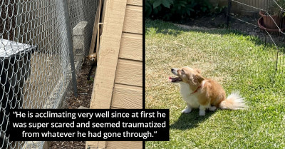 Stray Corgi Randomly Shows Up In Front Of Couple's Gate And Runs Inside The Second The Gate Opens