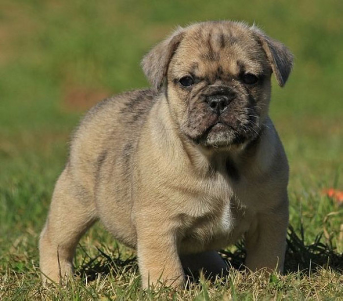 17. Bullpug, which is a Pug & English Bulldog Mutt