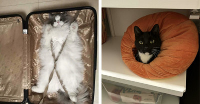 Why Cats Own the Internet