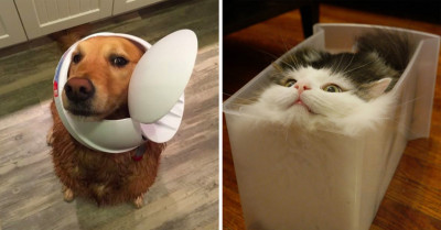 55 Pictures Of People And Animals That Are The Epitome Of "I Guess This Is My Life Now"