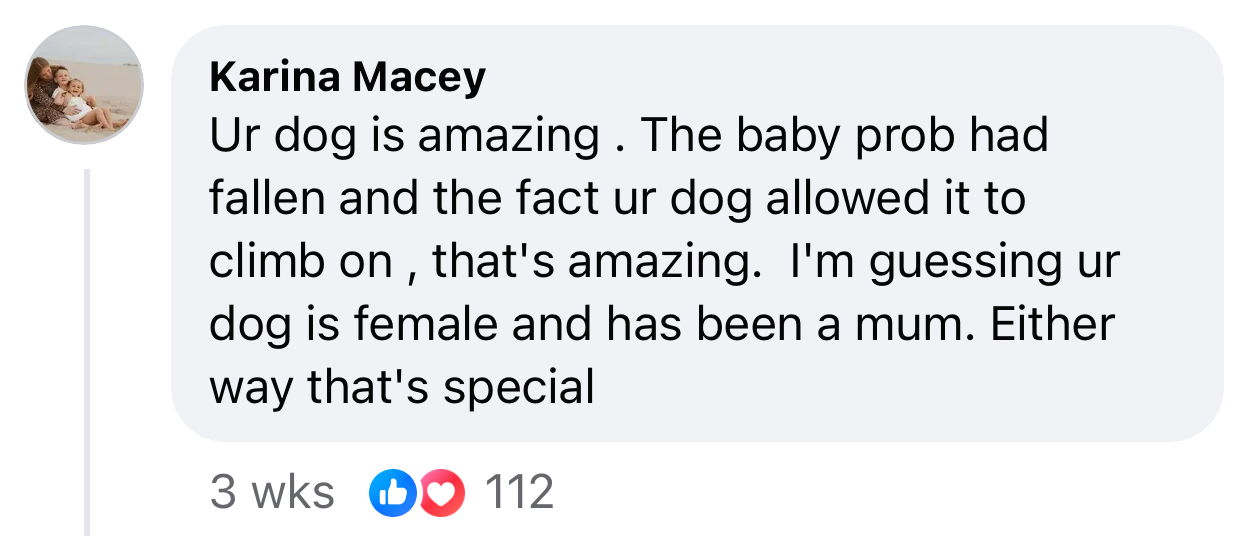 Denni is an absolutely amazing doggo