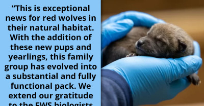 Wildlife Experts Celebrate the Birth of Critically Endangered Red Wolf Pups as They Become the Largest Known Red Wolf Group Thriving in the Wild