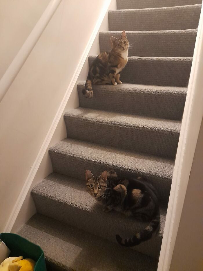 "My stairs, not my cat."