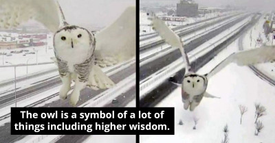 Montreal Traffic Camera Catches Stunning and Unbelievable Images of a Snowy Owl