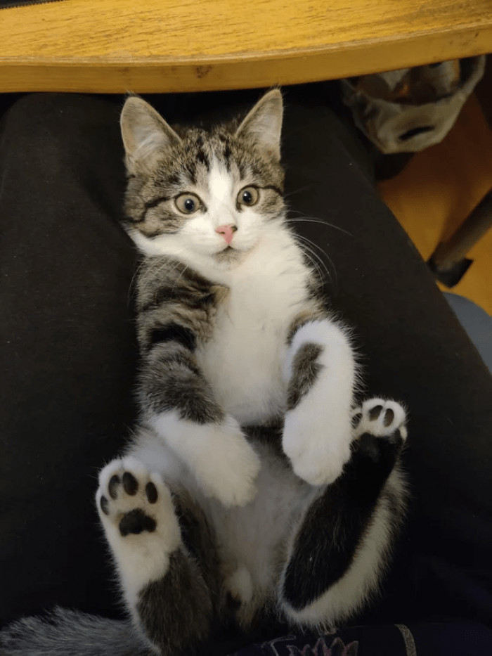 2. What did this cat just see?