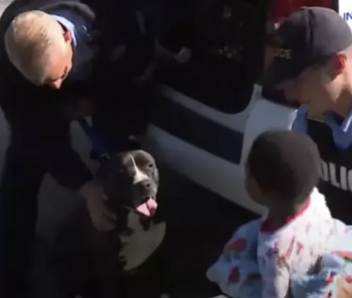 It was the stray pit bull that guarded him while wandering the streets alone