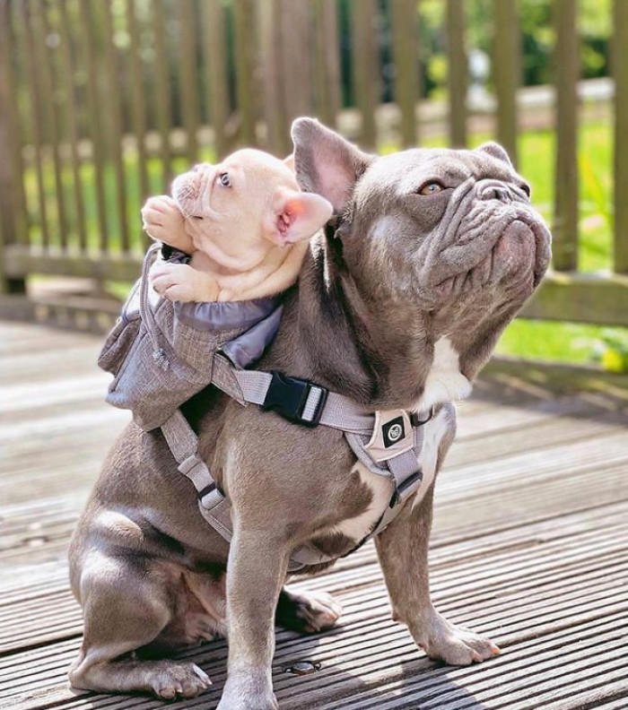 33. Even doggos can baby wear