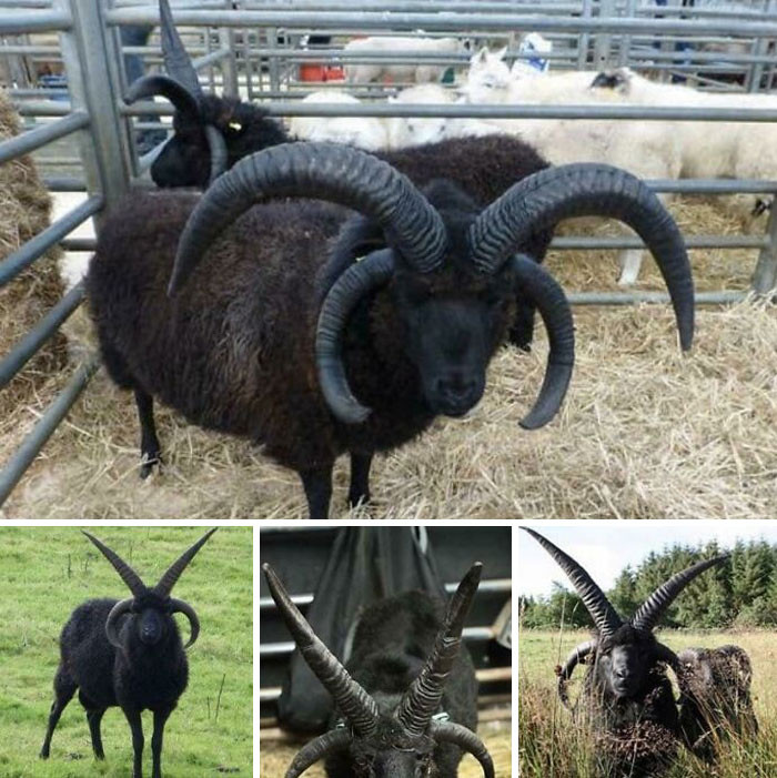 21. Satanic- Looking Goats Just Casually Chilling