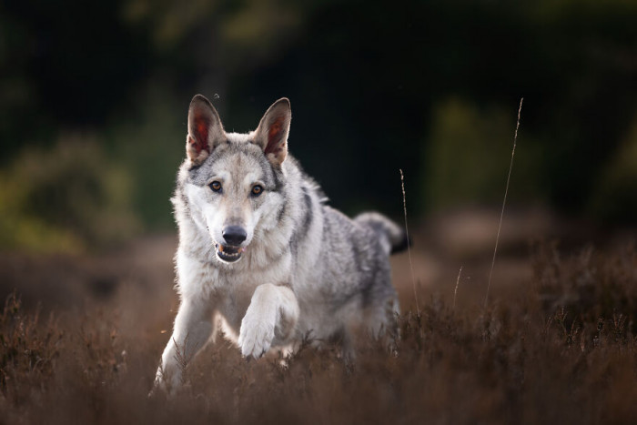 11. Have you seen a stunning wolfie today?