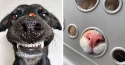Get Your Booping Fingers Ready, 40 Pictures Of The Most Boopable Snoots