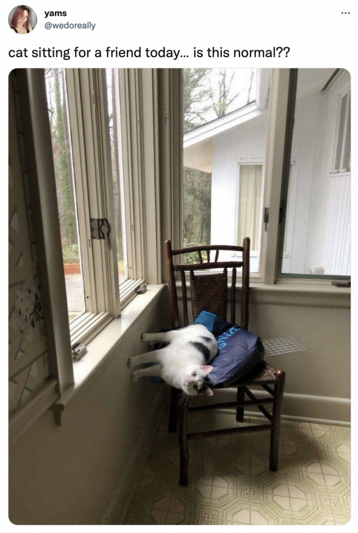 8. There's no such thing as gravity for this fly kitty