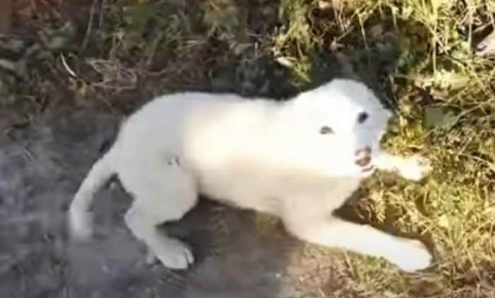 I mean, this dog looks so cute and nice though. How could anyone abandon him?