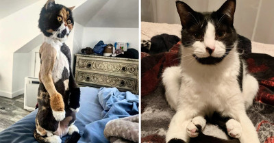 20 Cats That Demand All Your Attention Right Now