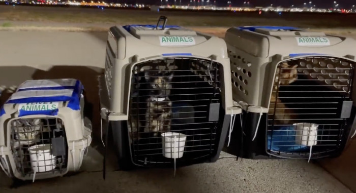 Look at all those cats of various colors, shapes, and sizes waiting patiently for their trip!