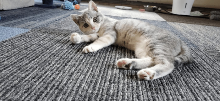 4. "Lulu is adjusting pretty well to her new life as a spoiled indoor cat. I never get tired of posting photos of her"