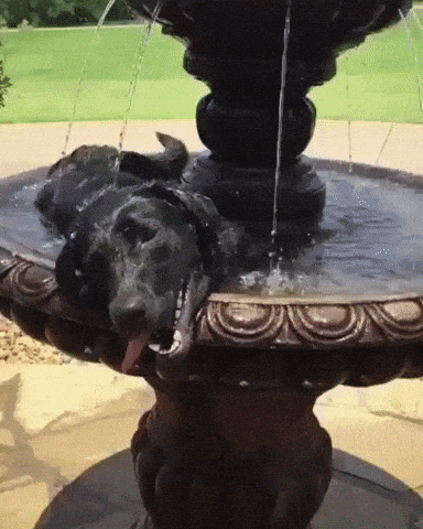 32. I'm a birdog now