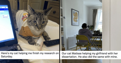 10 Graduate Research Acknowledgements That Prove That Cats Are Man’s Biggest Supporters