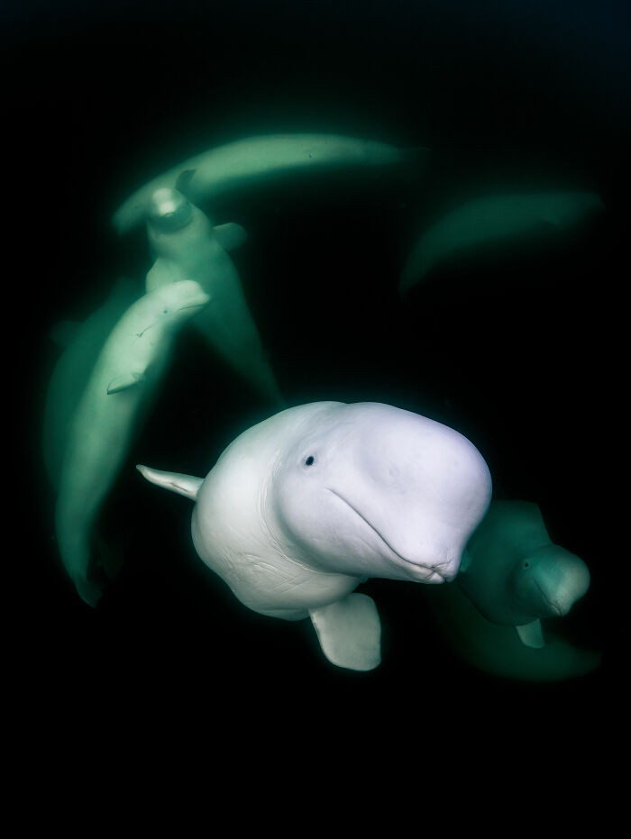 Portrait, 3rd Place: White Spirits By Merche Llobera