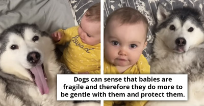This Moment of a Husky Cuddling Its Human Baby Sister Is Melting the Internet's Hearts, and We Just Had to Share It