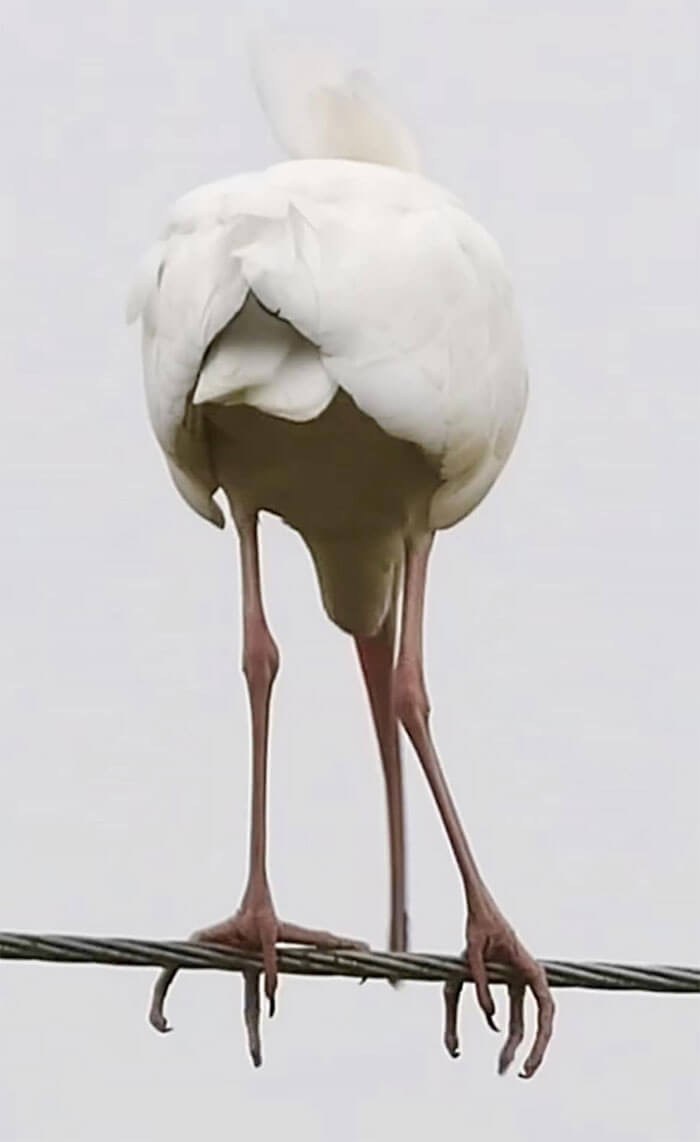 5. Thought I Got A Great Photo Of A White Ibis. Thinking, Now, It Might Just Be One Of Lady Gaga‘S Hats