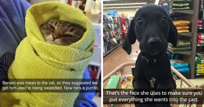21 Cats And Dogs Found Guilty...Of Being Ridiculously Cute