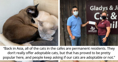 New Texas Cat Cafe Turns Heads as They Provide the Ultimate Experience for Cat Lovers