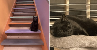 Fur Parents Show Off Their Mystical Bunch of Black Cats And The Twitter Community Is Bewitched By These Adorable Creatures