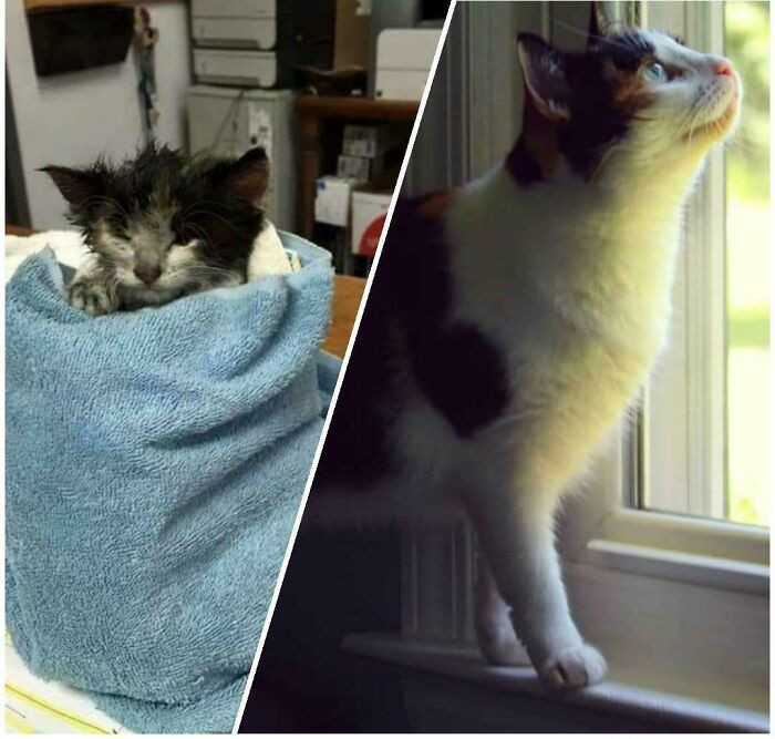 12. Abby in the shelter and six years later