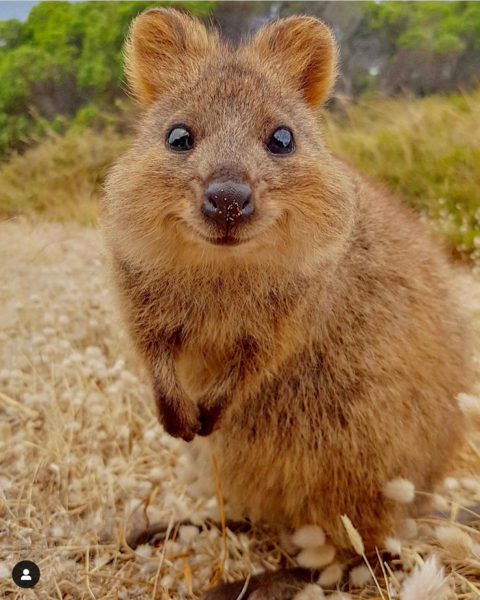 Just like this little guy who mastered smizing