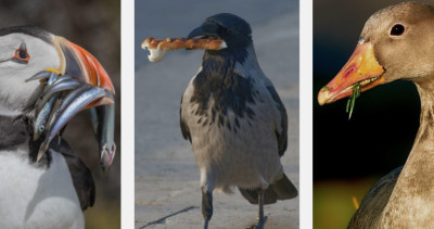 Do Birds Have Teeth? What Those Spikes Really Are