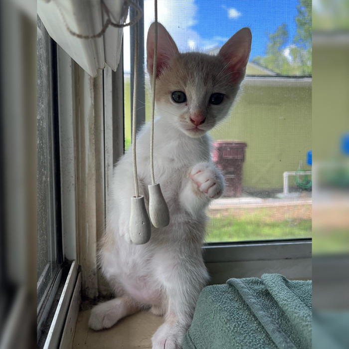 Manchego the cheesy Kangaroo-kitten