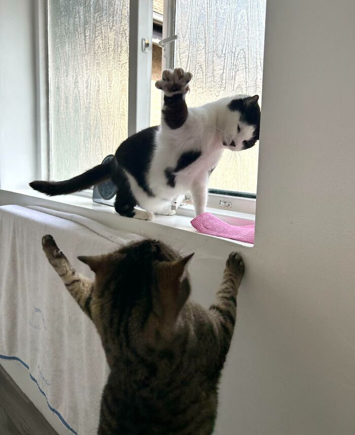 "They Both Just Wanted To Look Out The Window But Never, Under Any Circumstances, Together"