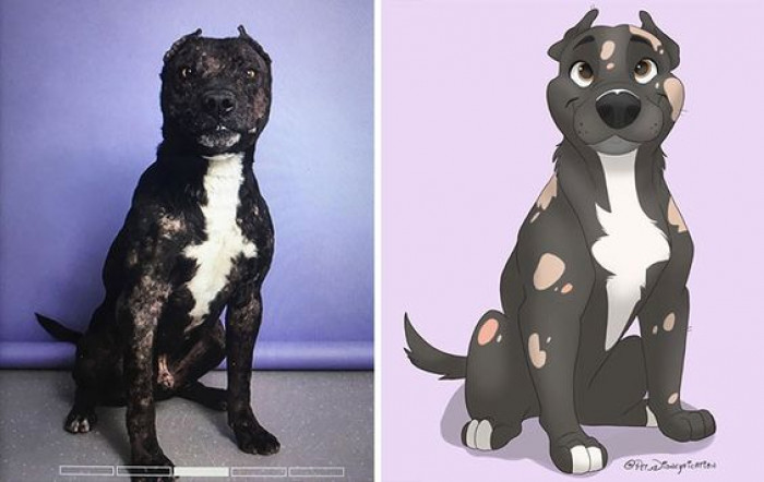 22. Meet Totopo, he’s a one year old staffy mix. He had a rough start but he’s a happy boy