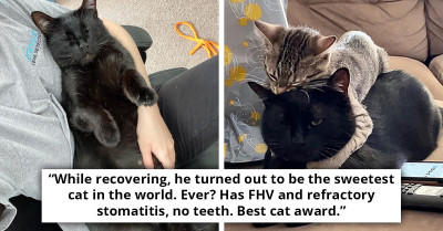 Transformed Ex-Feral Tomcat Embraces Role of Affectionate 'Mama Bear' to Foster Kittens