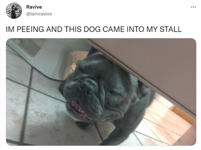 This dog clearly has no respect for any kind of boundaries