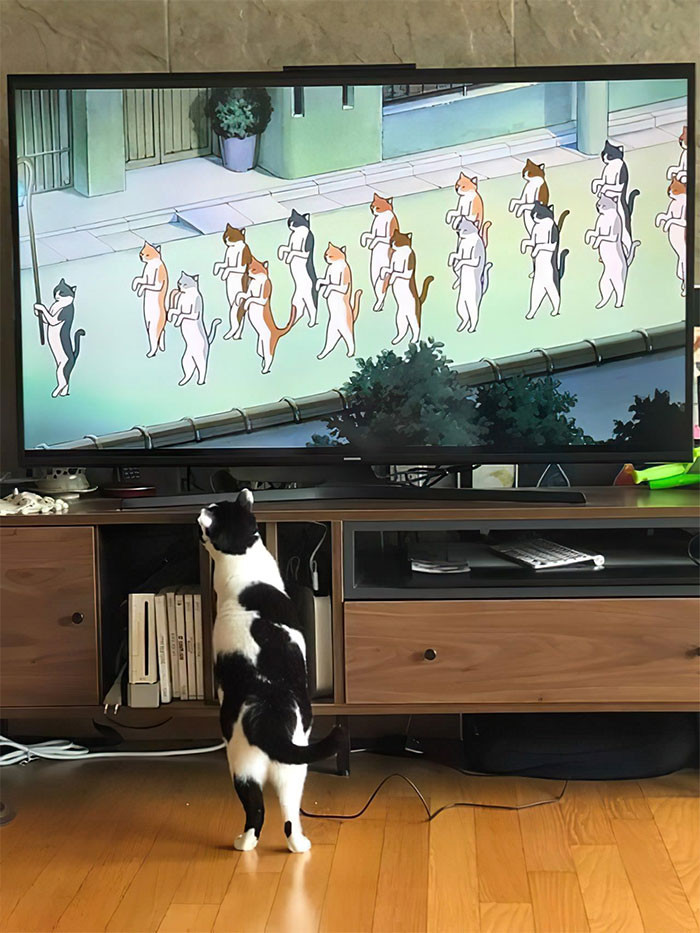 6. Cats becoming sentient beings