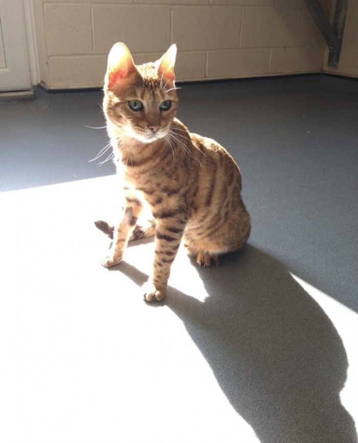 They thank everyone who's donated to the care of little miss Rose.