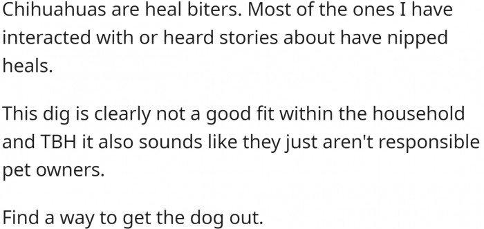 Chihuahuas are heel biters.