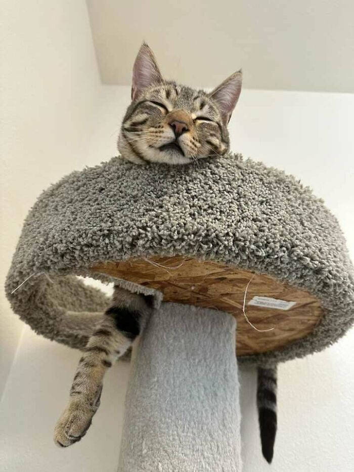 10. "About To Adopt This Little (Big) Boy From The Shelter I Work At. He Went A Year With No Applications, And Now, I'm Finally Financially Ready For A Cat!"